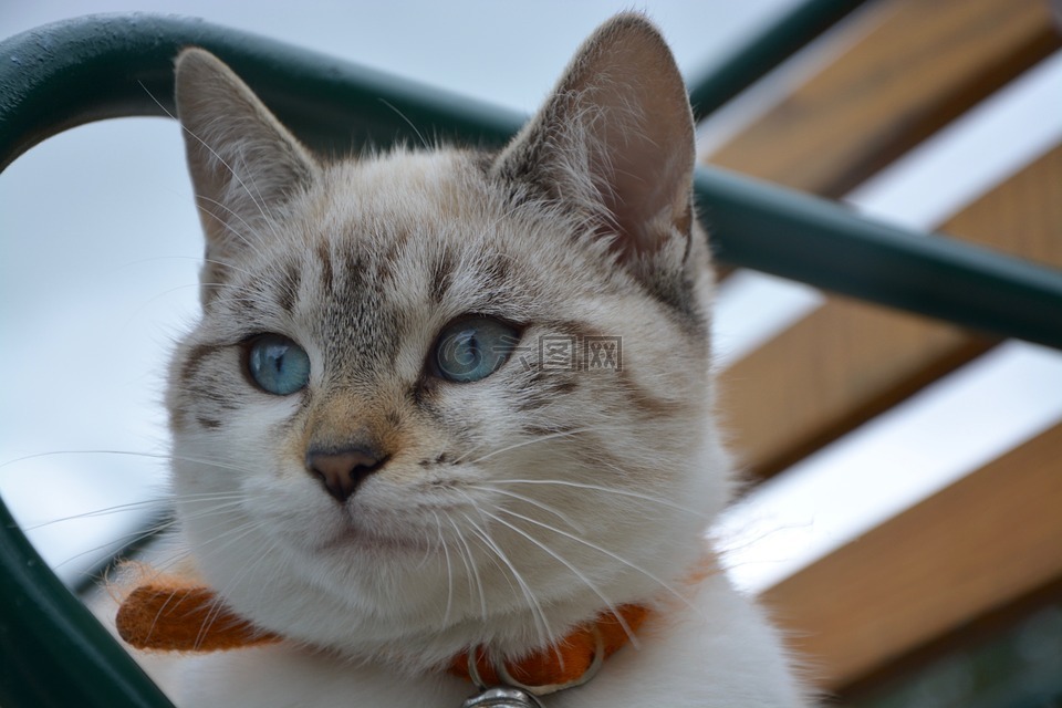 小猫,蓝色的眼睛,猫的眼睛