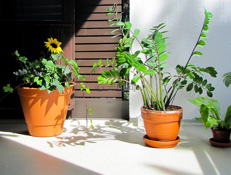 植物,阳台上的植物,阳台