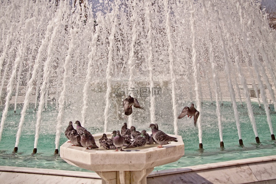 鸟浴,鸽子,喷泉