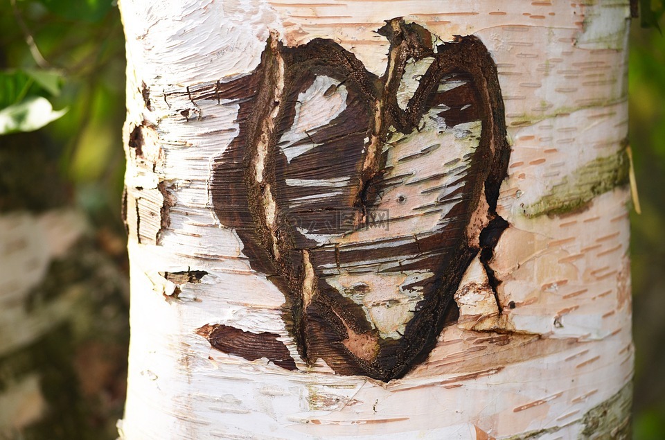 爱情,心脏,树