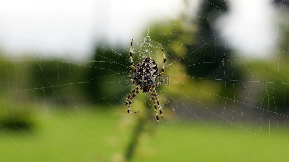 蜘蛛网,花园蜘蛛,蜘蛛