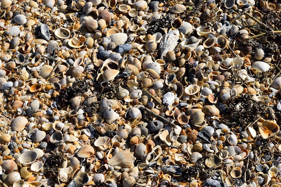 海滩贝壳,背景,模式