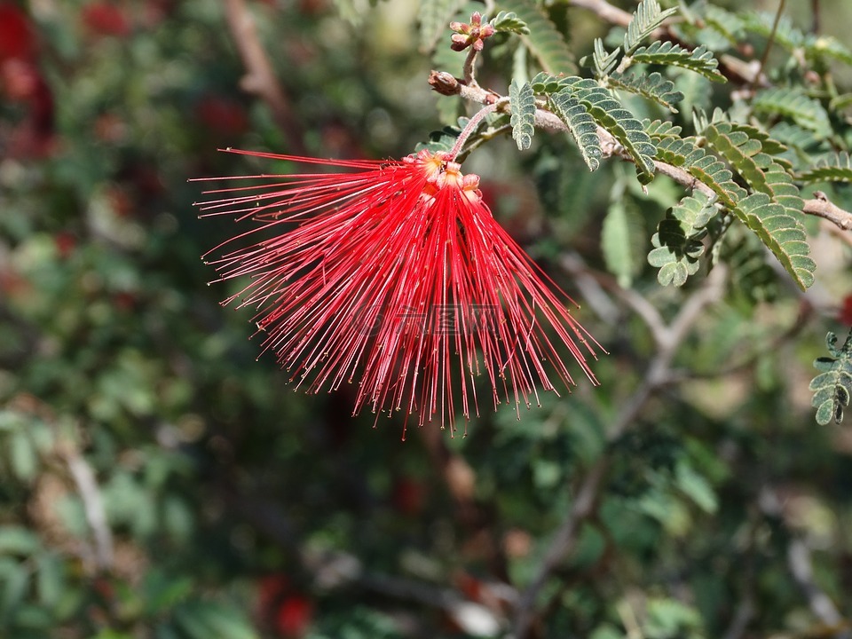 沙漠花卉,红色,植物