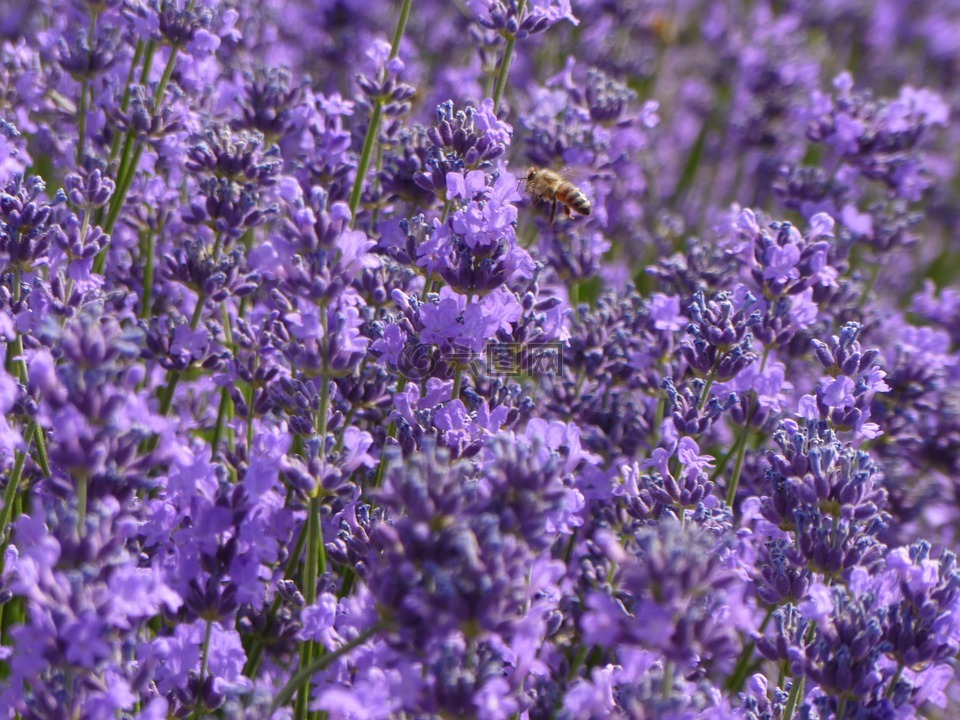 薰衣草,紫色,紫色花