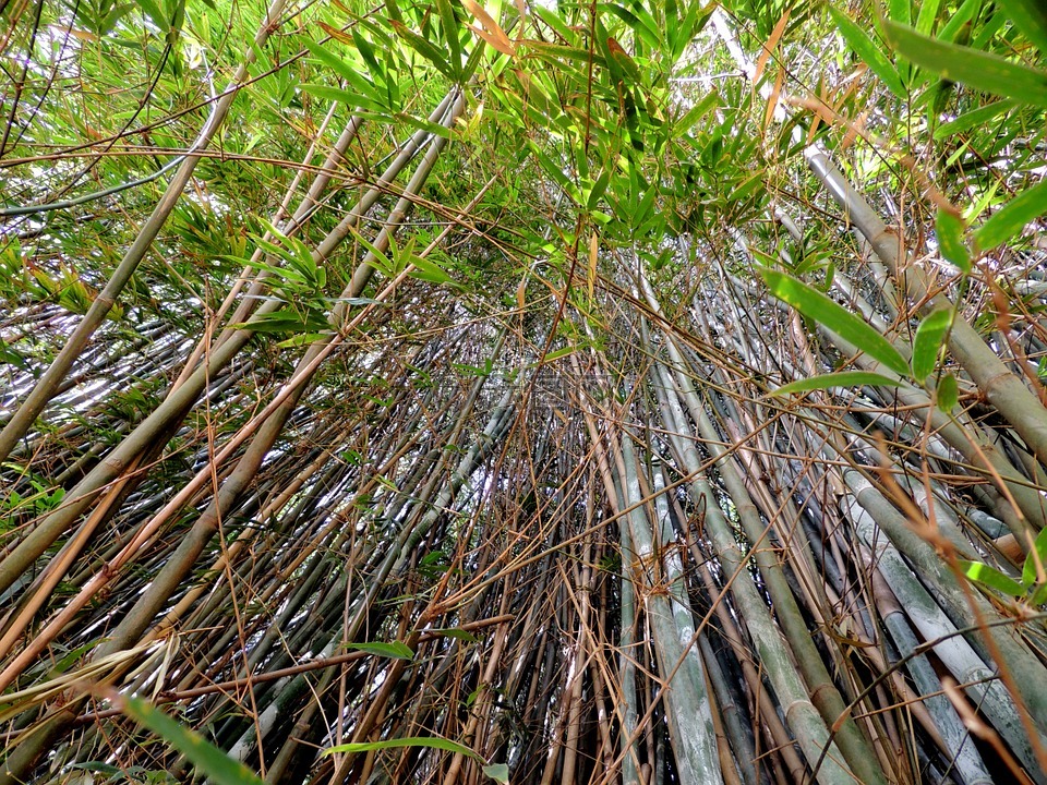 竹,竹林