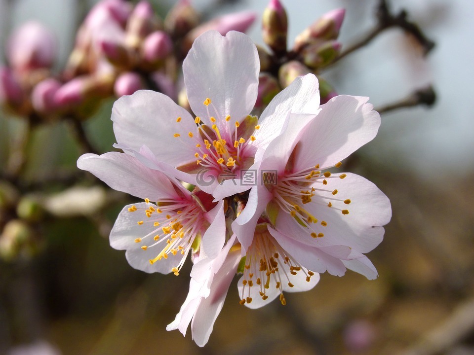 杏仁花,杏仁树开花,鲜花