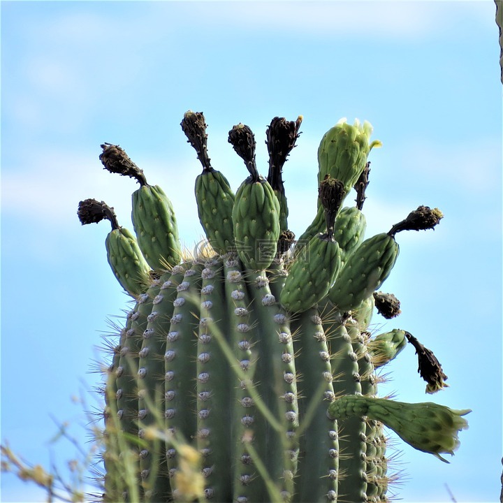 仙人掌,萨瓜罗,亚利桑那州