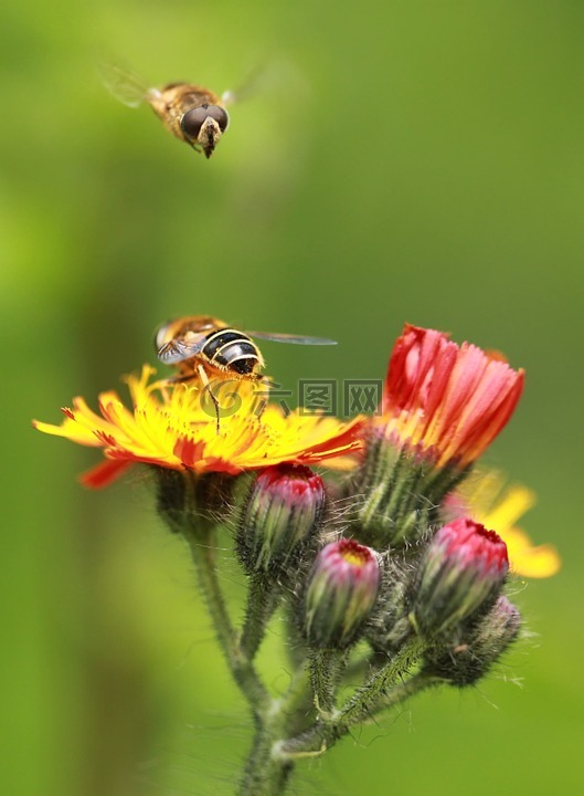 hoverfly,蜜蜂,宏