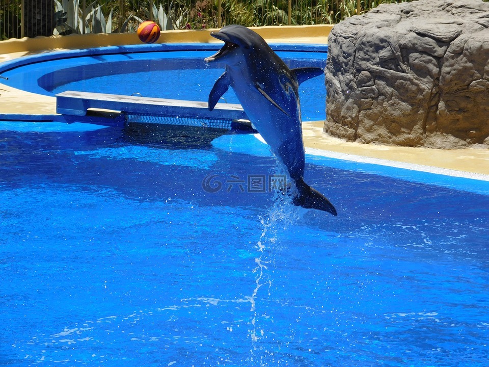 海豚,水,跳转