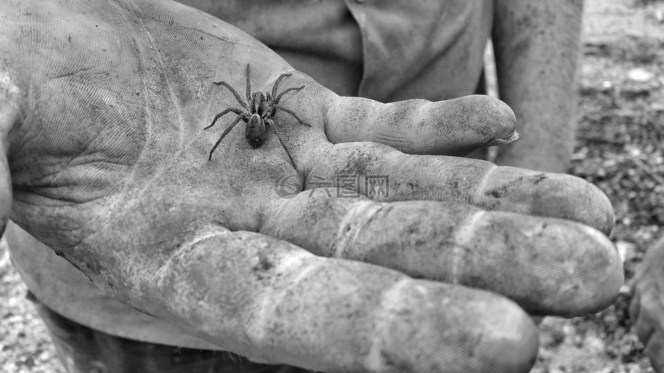 手,蜘蛛,黑色和白色