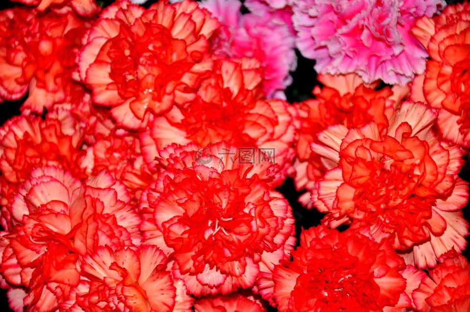szekfű,红色,花卉