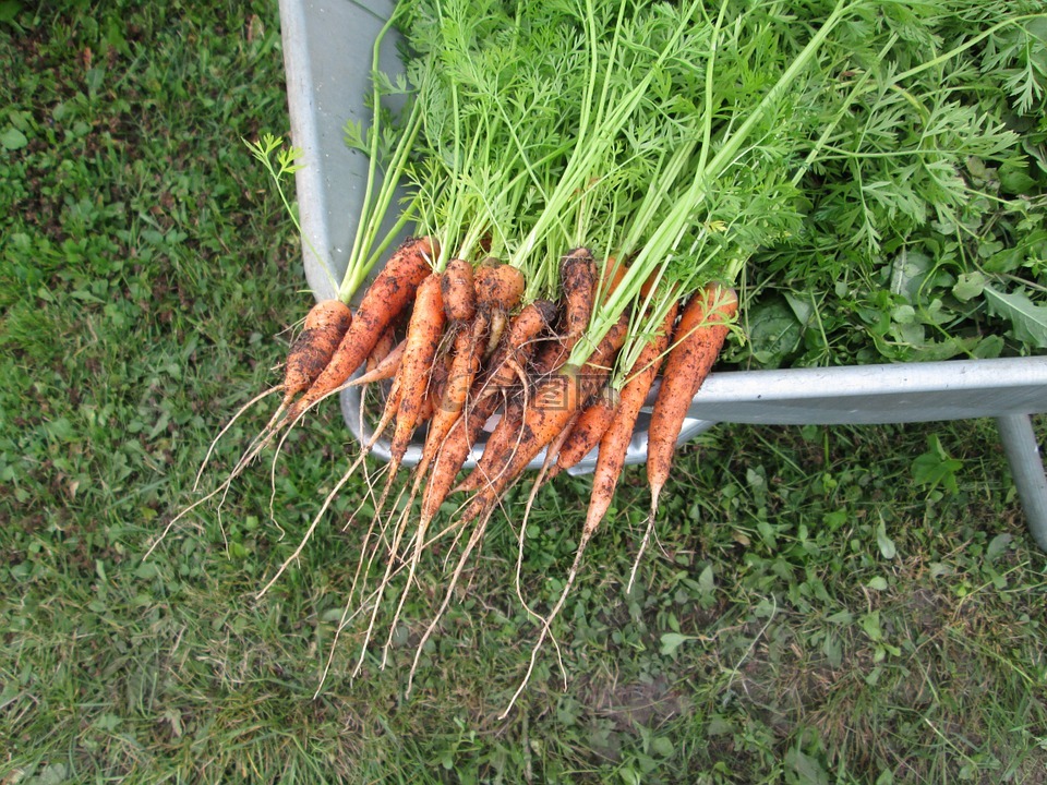 胡萝卜,蔬菜,植物