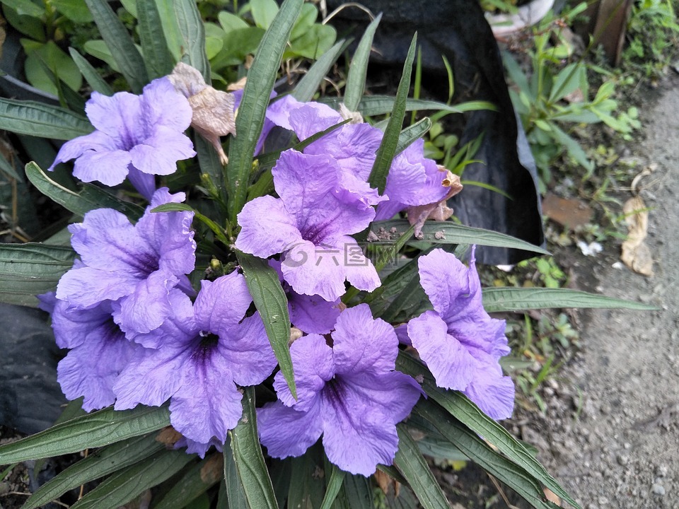 鲜花 植物 路边的花高清图库素材免费下载 图片编号 7232092 六图网