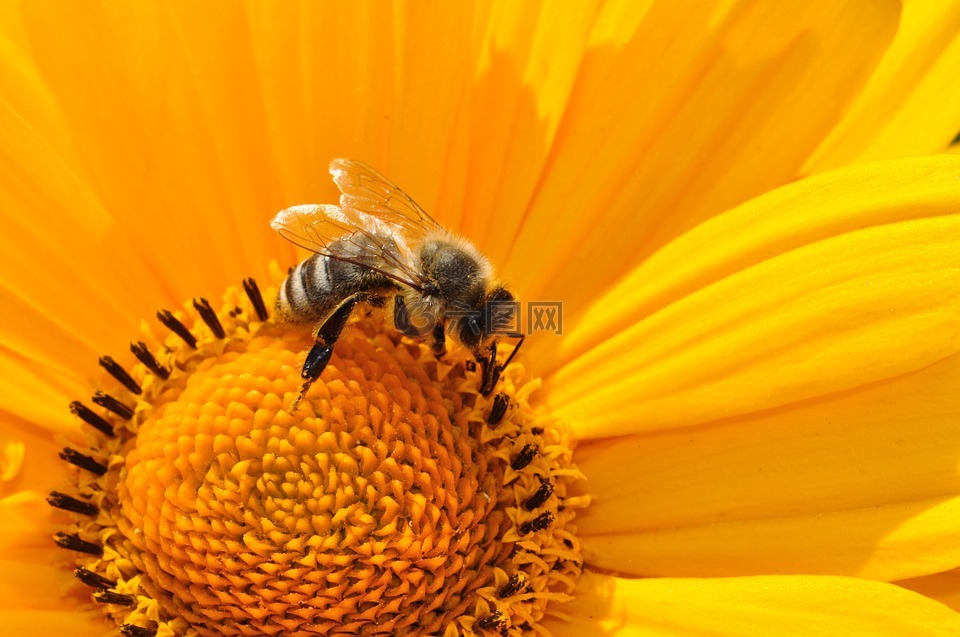 蜜蜂,花粉,花蜜