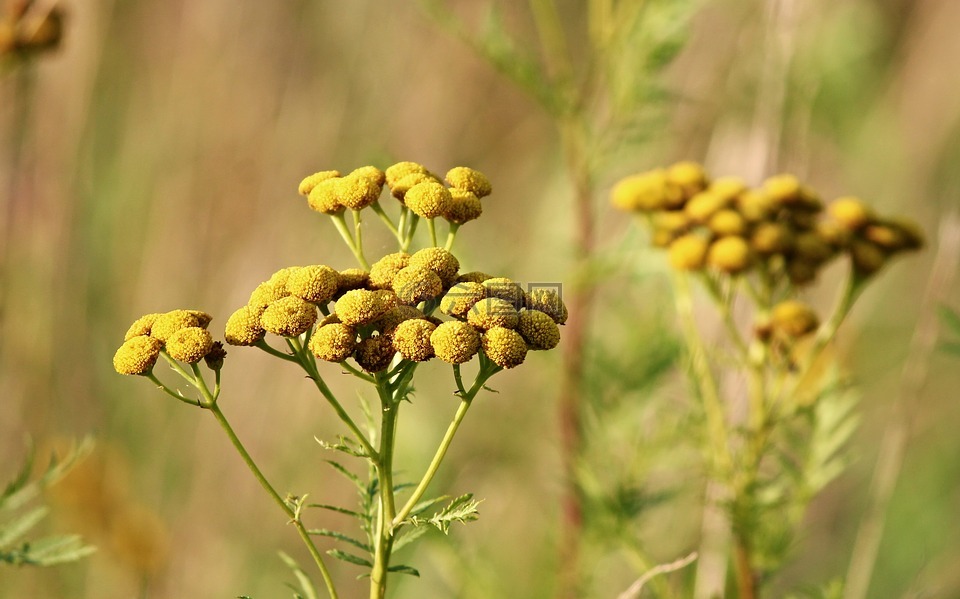 tansy,野花,tanacetum 利用展望