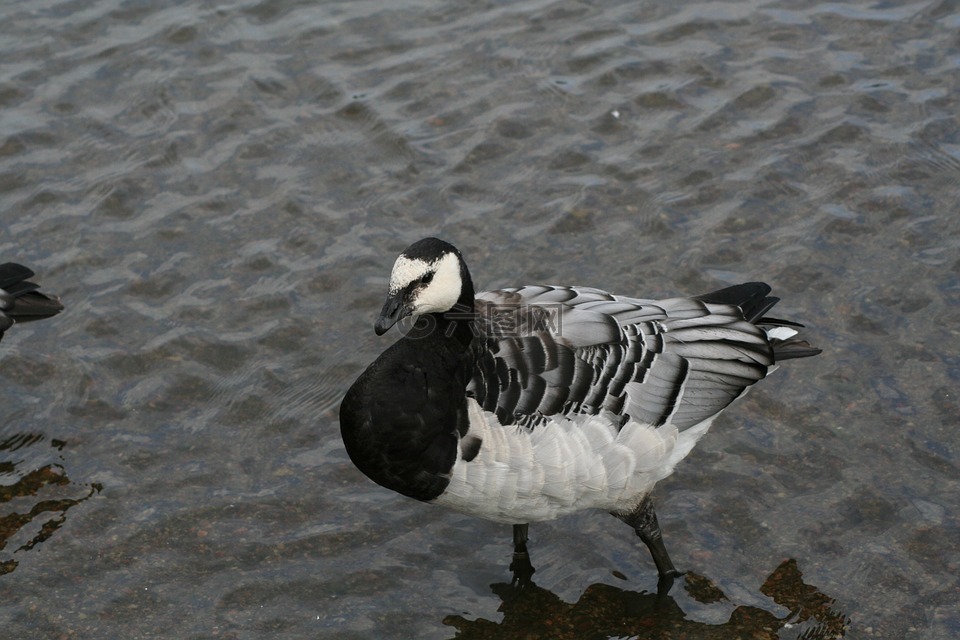 branta,leucopsis,动物白额黑雁