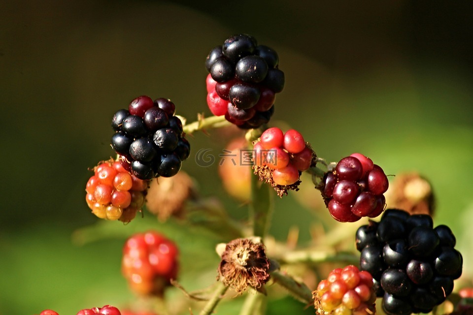 黑莓,野生,荆棘