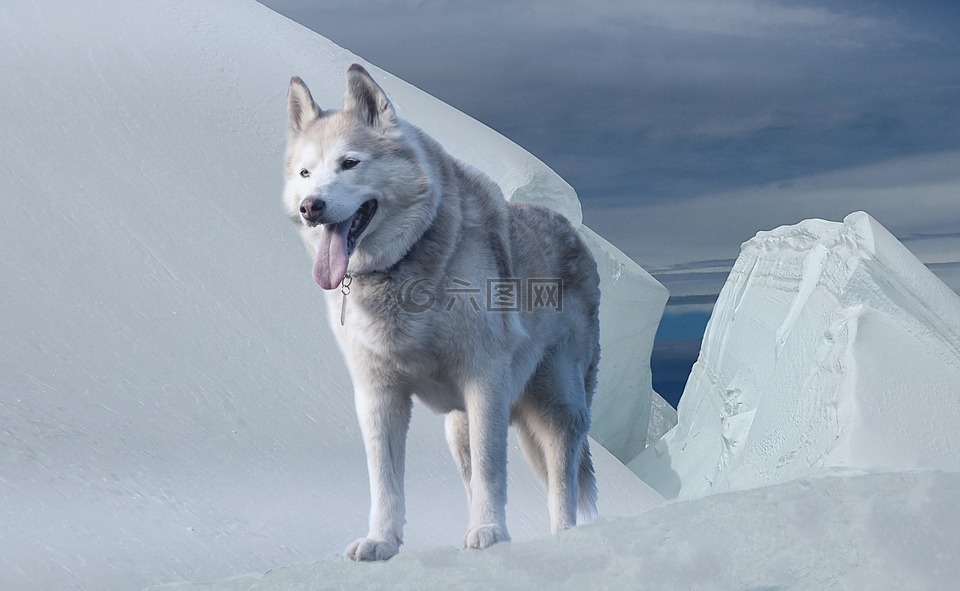 赫斯基,狗,冰川