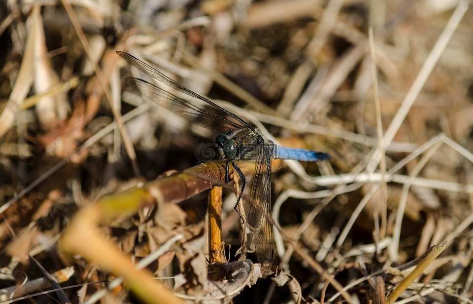 蜻蜓,大,野生动物摄影