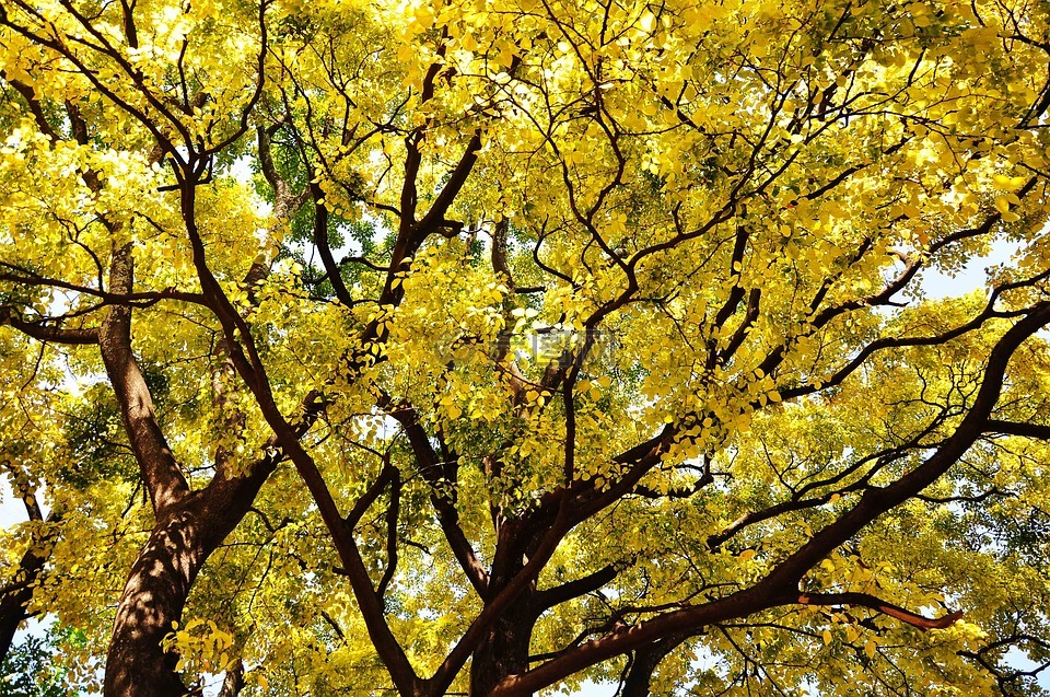 秋天,金黄色,树荫