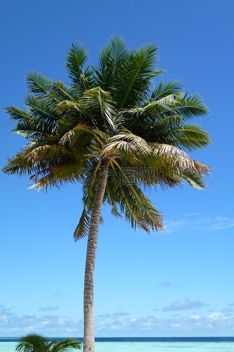 棕榈,海滩,岛