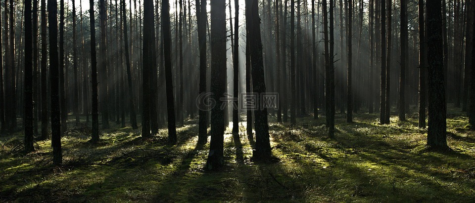 森林,光线,早上