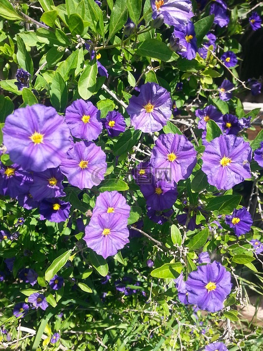 紫色花紫色的花朵