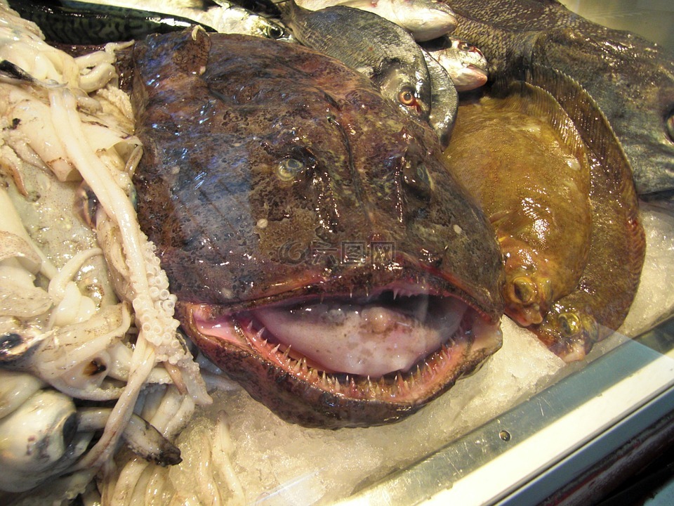 安康鱼有毒恐怖图片