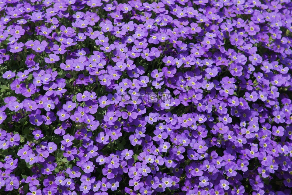 紫,鲜花,小花朵