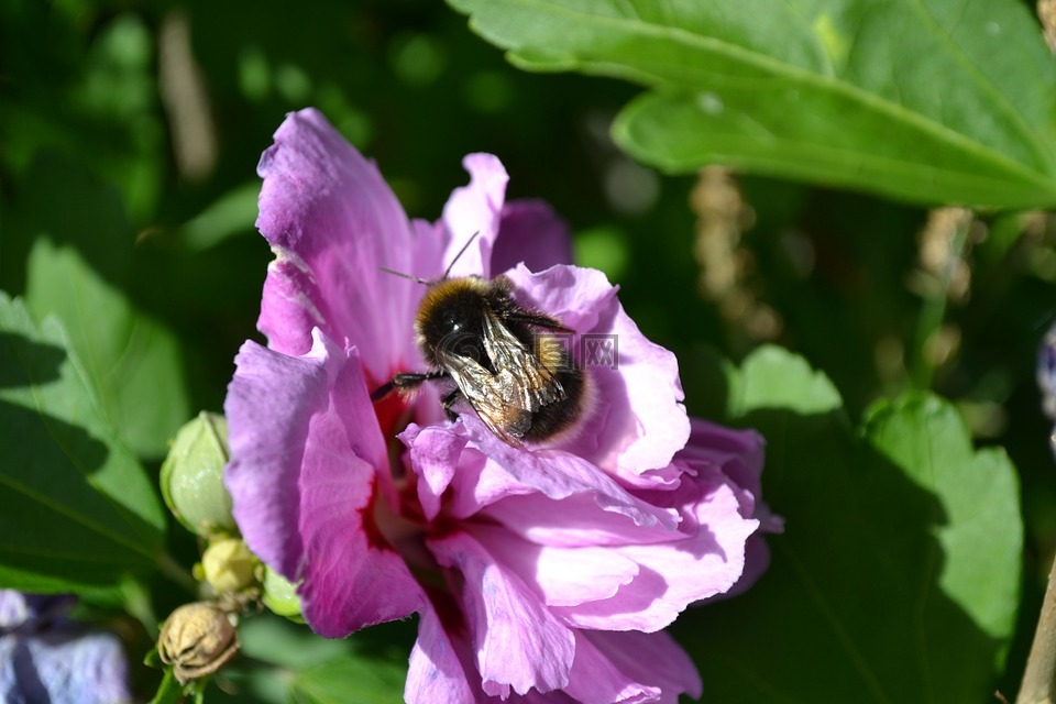 熊蜂,特写,槿