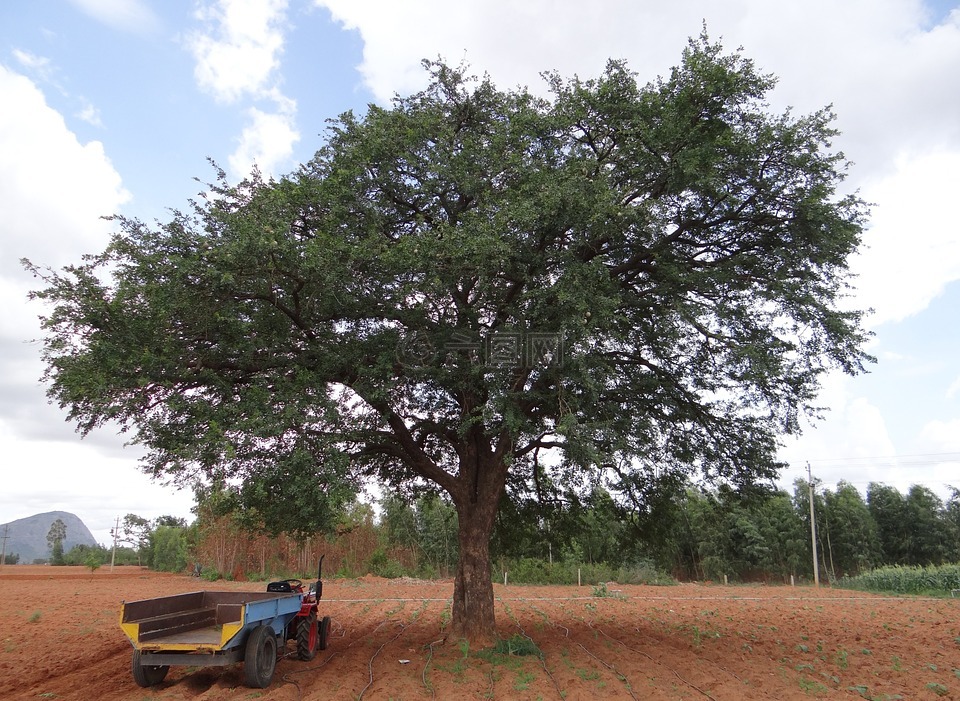 大象苹果,猴子果,豆腐果