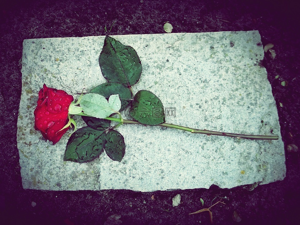 玫瑰,花,刺