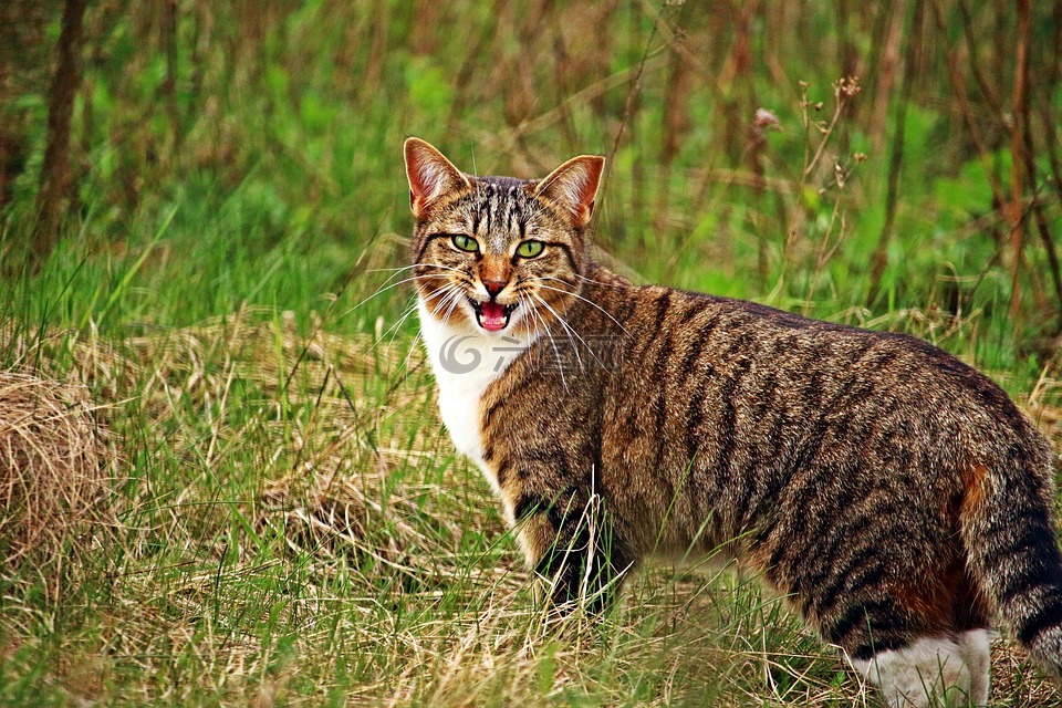 猫,小猫,彪