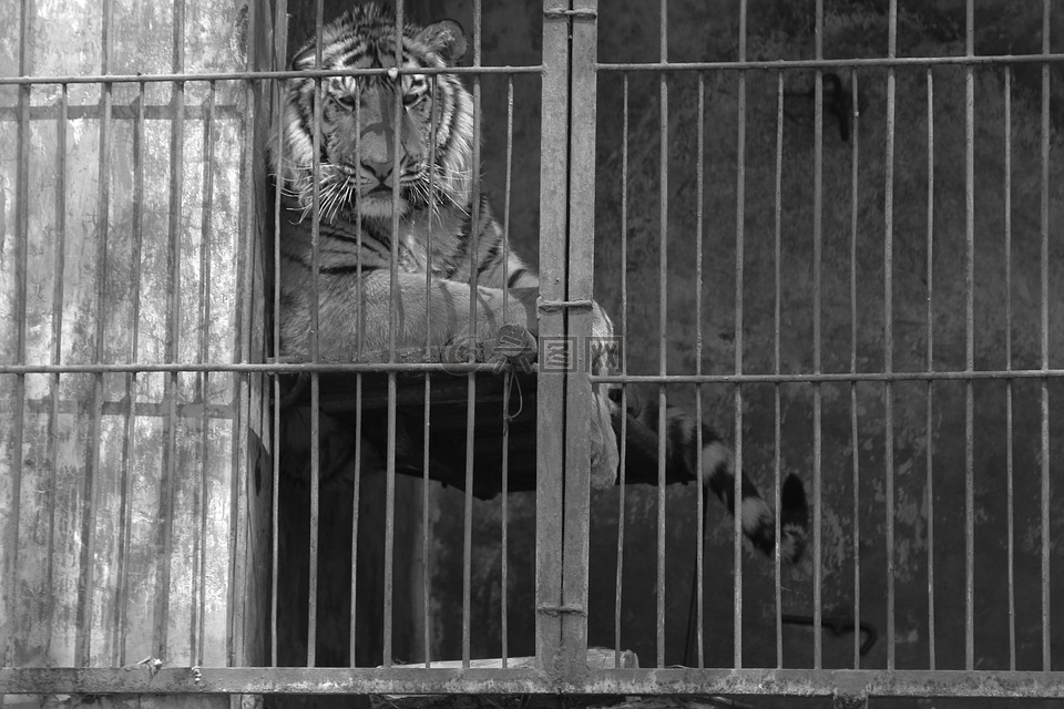 老虎,笼子,不高兴