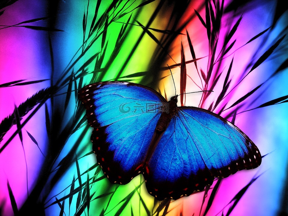 蝴蝶,蓝色,昆虫