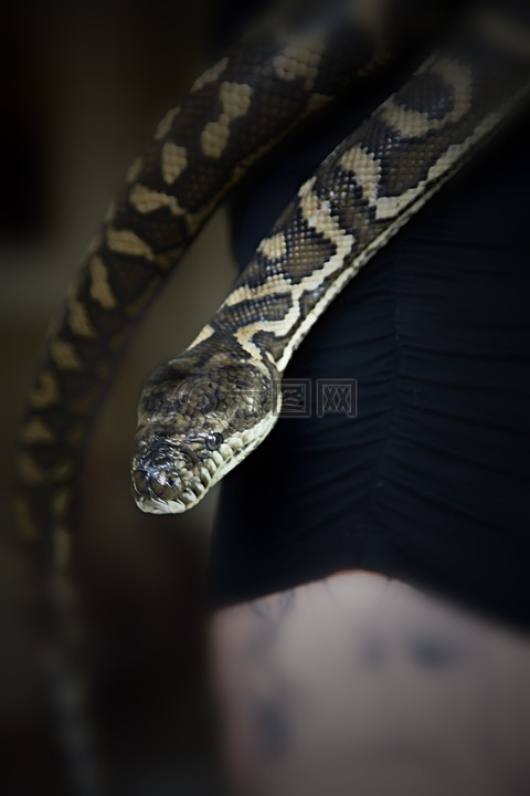 蛇,地毯蛇,宠物蛇