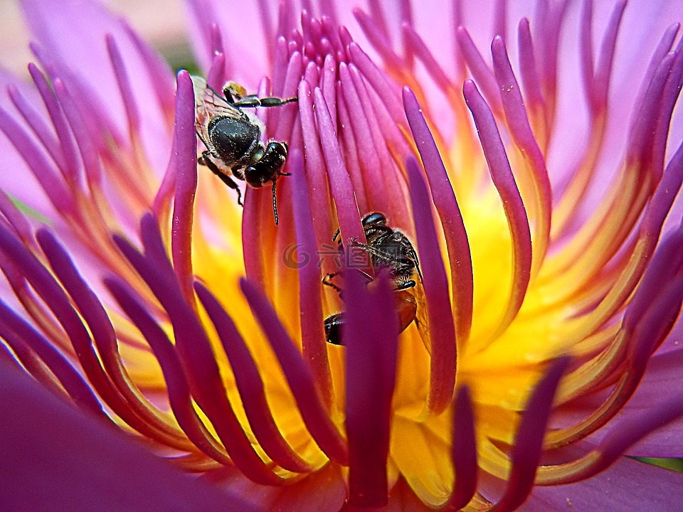 蜜蜂,莲花,格雷戈里 sonbua