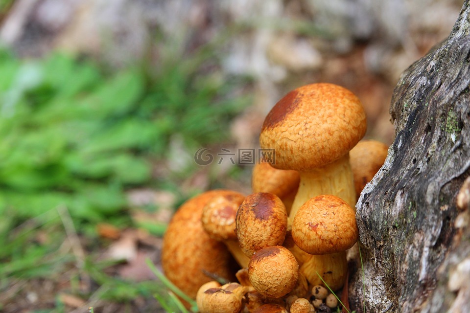 蘑菇,毒菌,橙色
