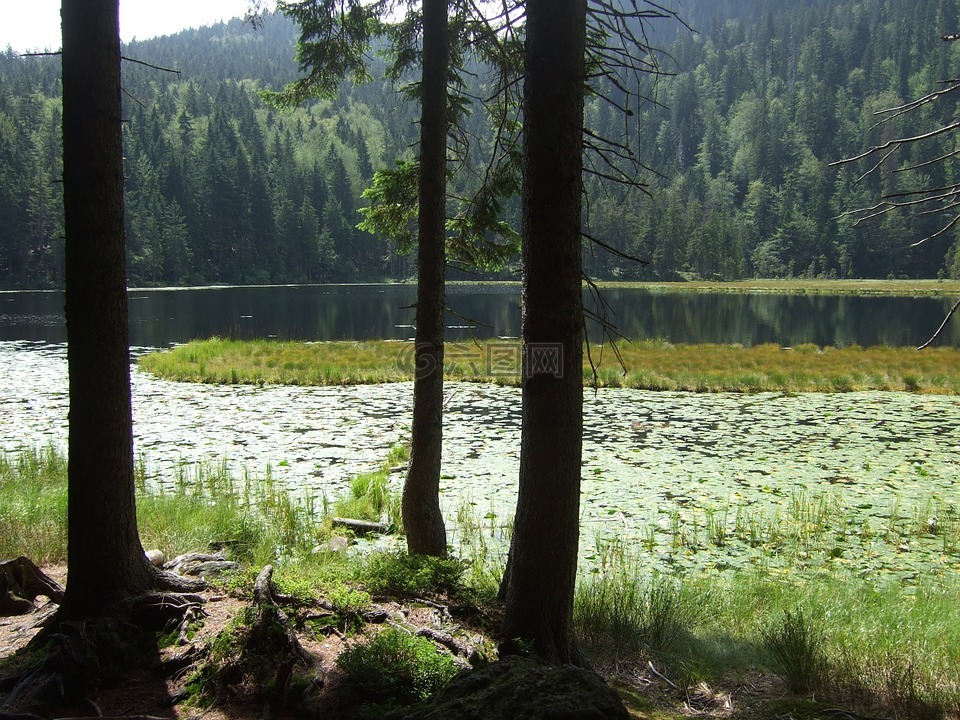 巴伐利亚森林,湖,景观