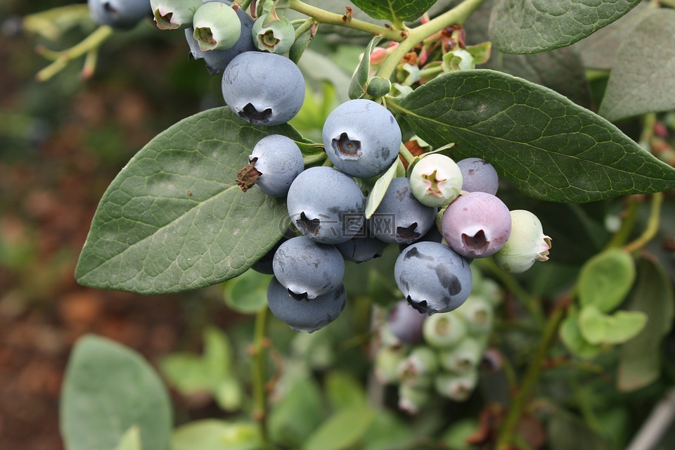 蓝莓,越桔,异国风味的水果