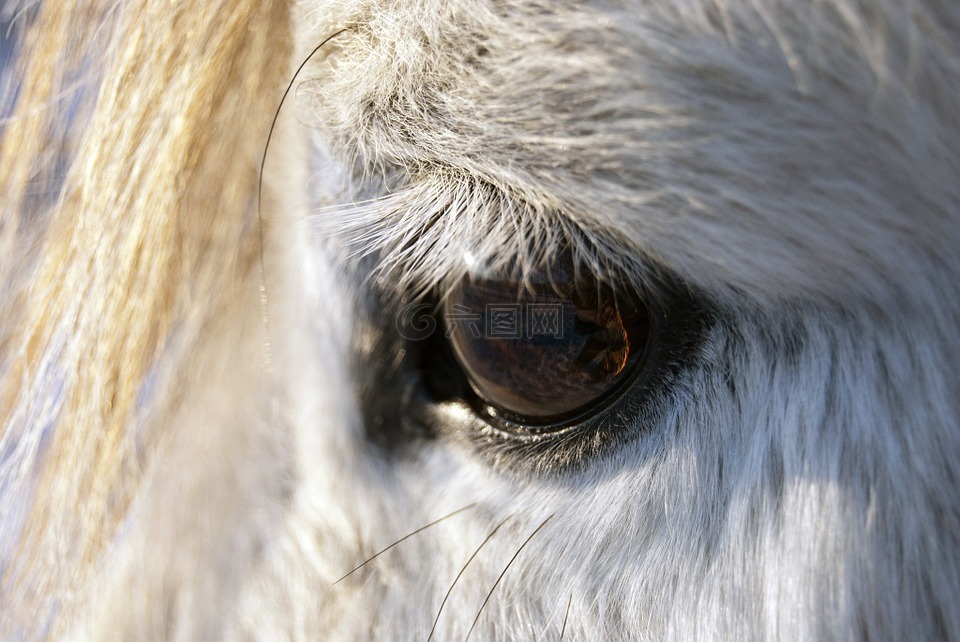 马匹,眼睛,动物