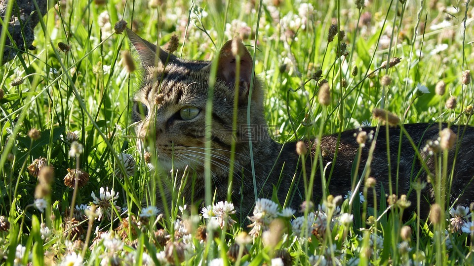 猫,狸花猫,猫科动物