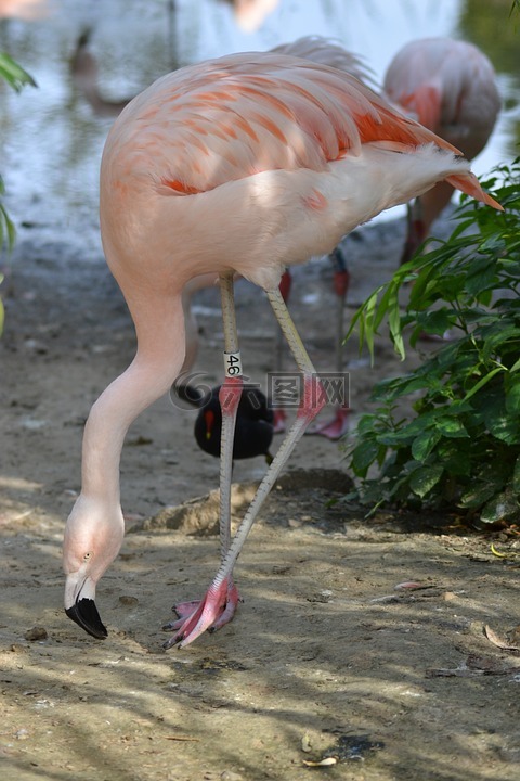 粉红色的火烈鸟,长长的腿,鸟嘴