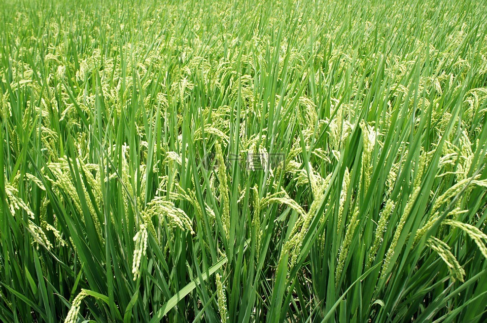 植物,水稻,穗