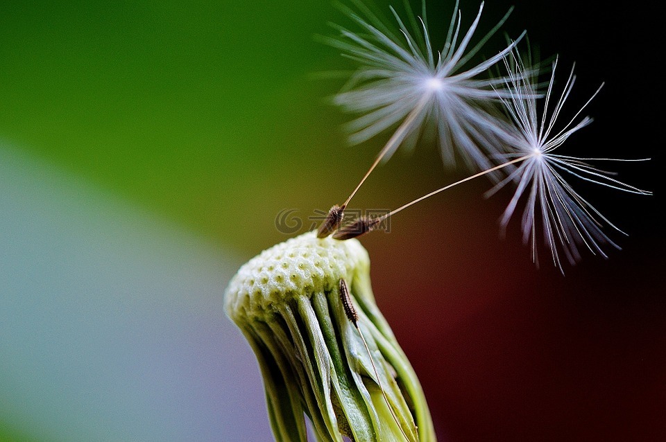 蒲公英,種子,飛