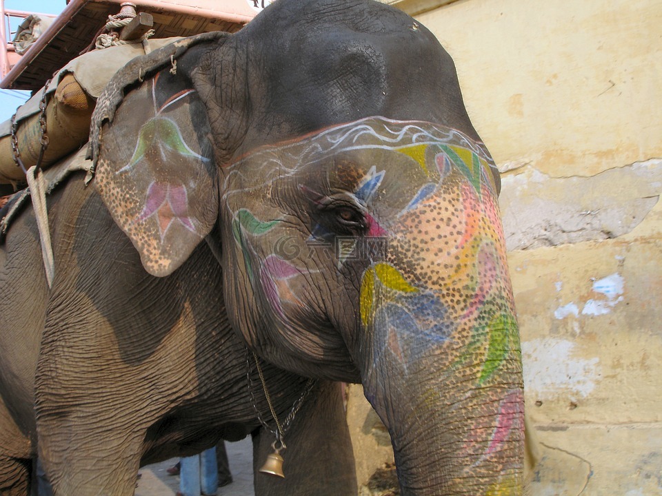 大象,动物,印度