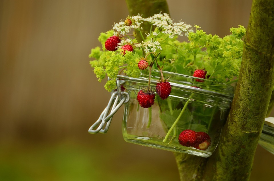 草莓,野草莓,沃尔德浆果