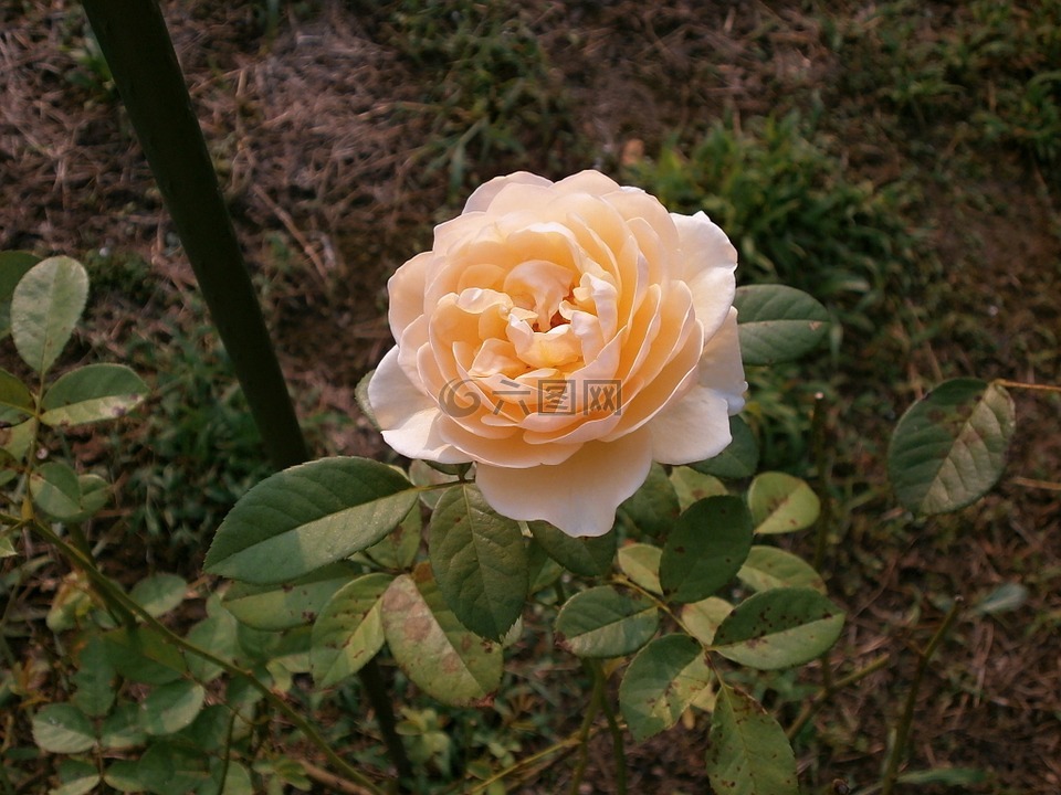 玫瑰,奶油色,玫瑰花园