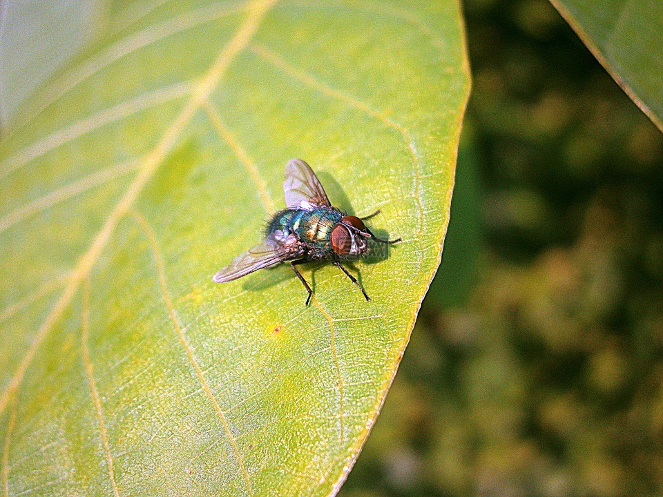 bluebottle,飞,昆虫