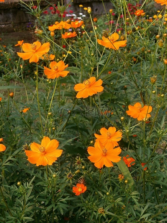 硫磺菌原宇宙,宇宙,橙花